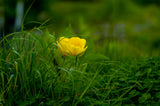 JPEG image Yellow Flower with Below 5MB
